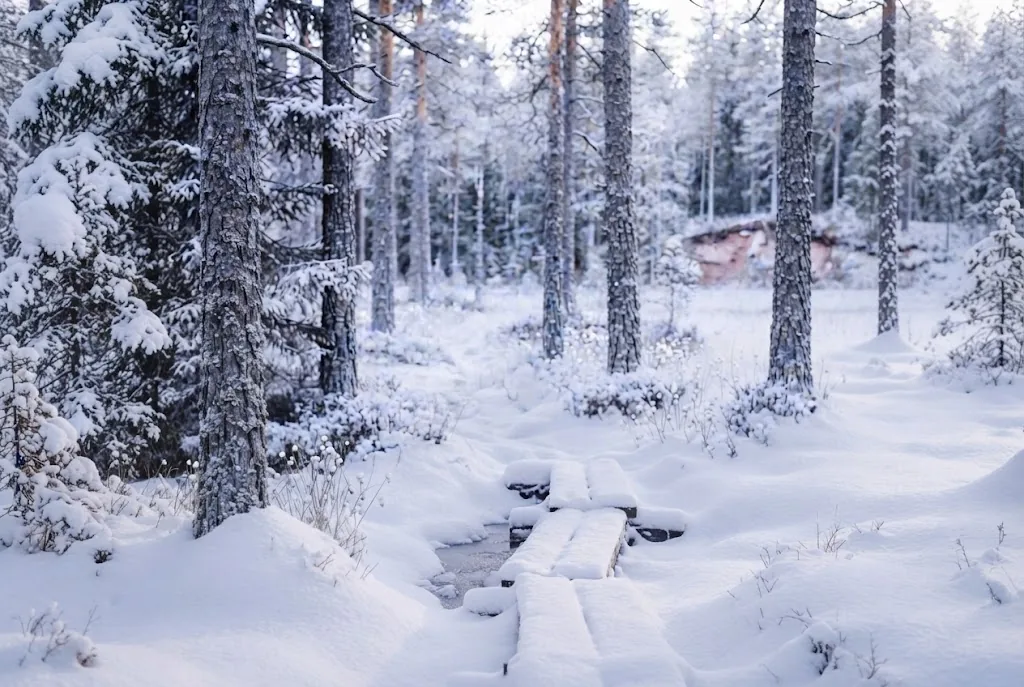Artist's impression of the same forest in winter, with snow on the branches and blue shadows