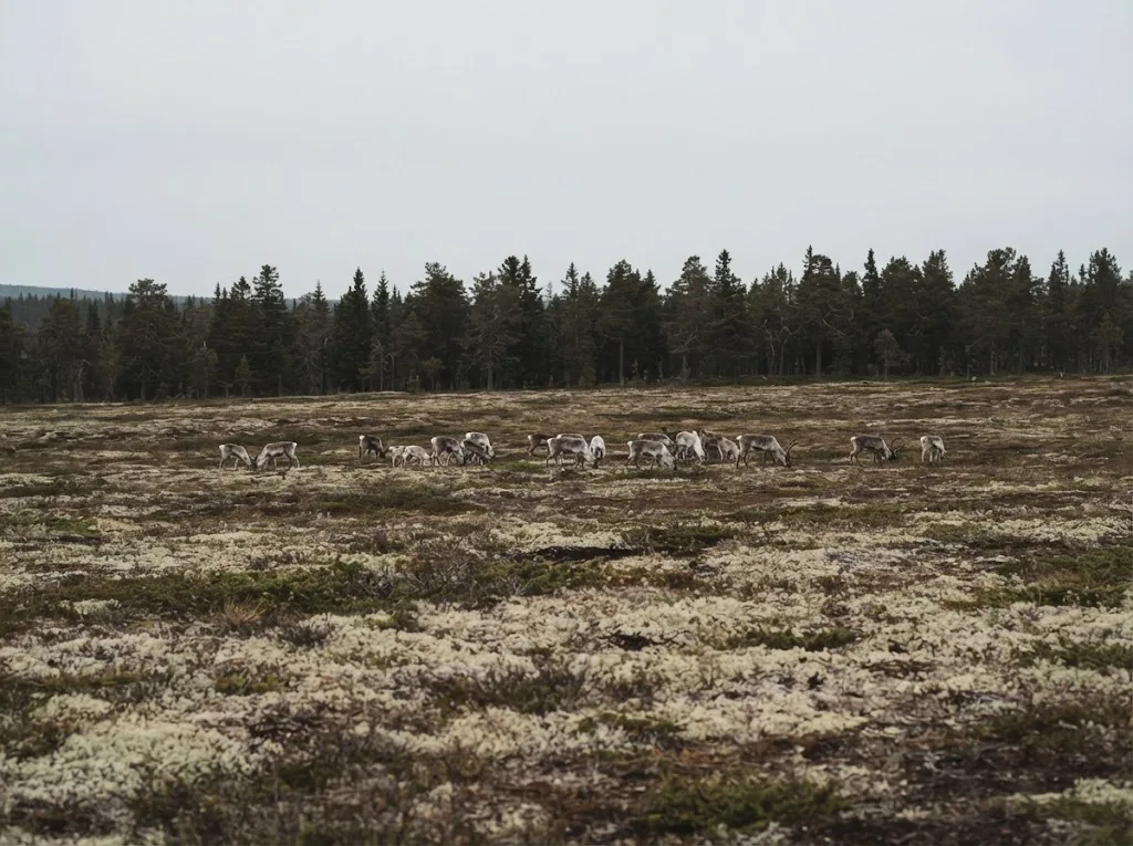 Artist's impression of reindeer far away on an open plateau, with forest behind them